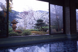１Ｆ風呂庭桜01